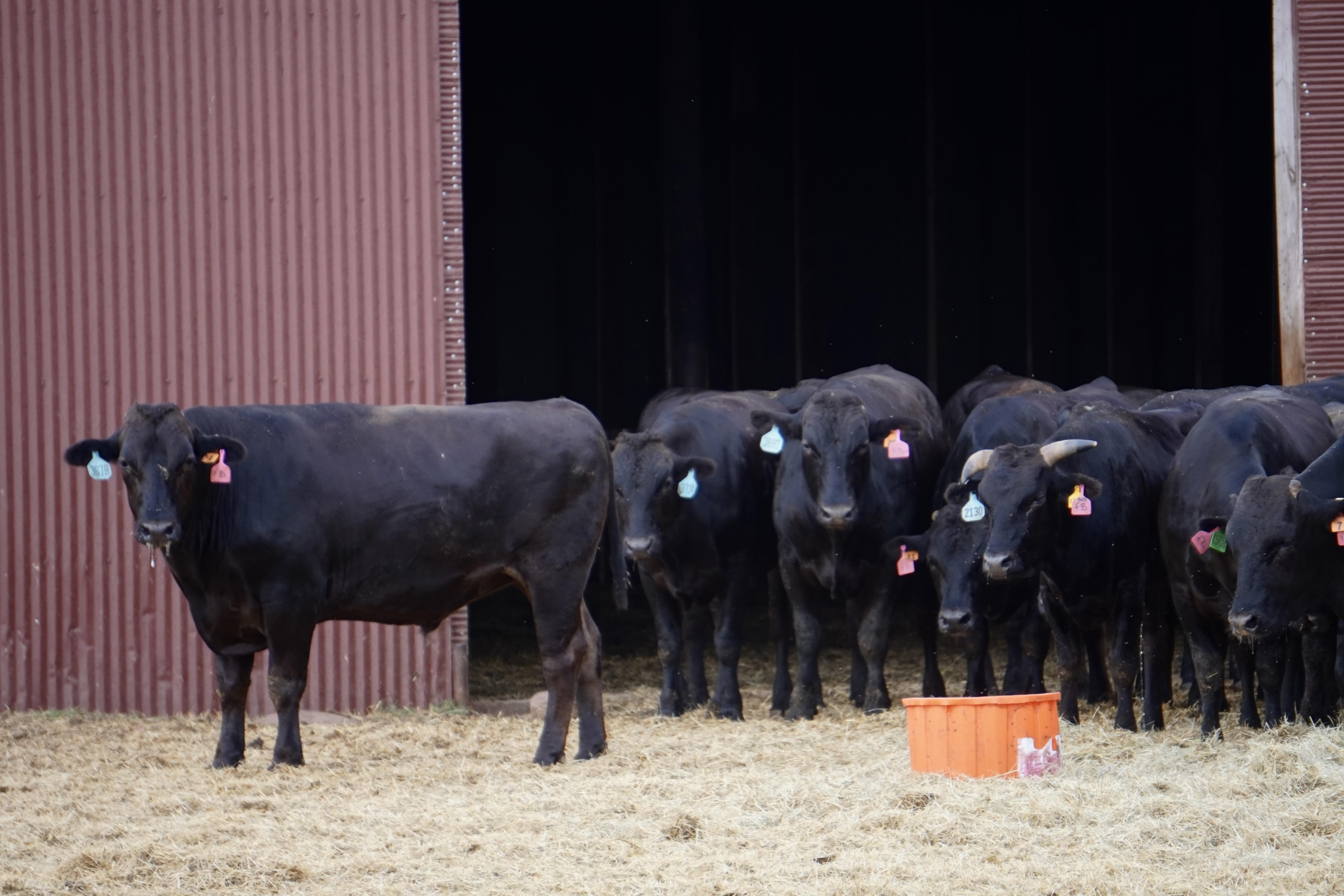 100 Head Fullblood Wagyu Steers